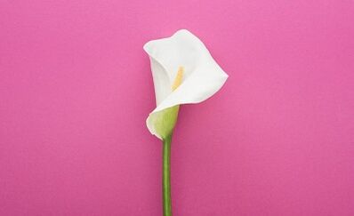 How dangerous the human papilloma virus is
