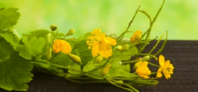 Clean the flowers