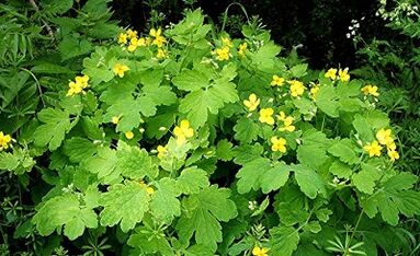 Use Warts to Celandine