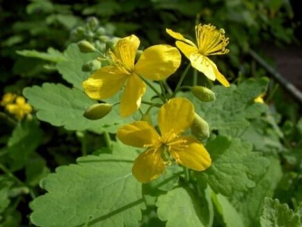celandine flowers for warts