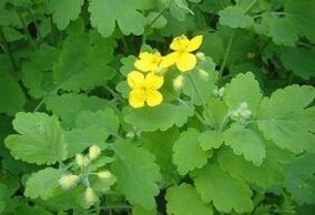 celandine herb for warts
